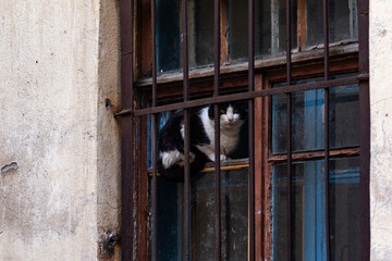 cat in window