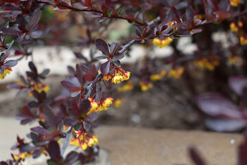 beautiful branches with delicate yellow flowers
