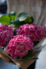 potted geranium, geranium, pink geranium