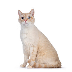 Gentle orange house cat, sitting side ways. Looking curiously up with mesmerizing blue eyes. Isolated on a white background.