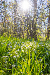 Lviv city spark in the early spring season