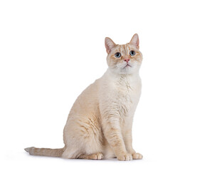 House cat on white backgroundGentle orange house cat, sitting side ways. Looking curiously up with mesmerizing blue eyes. Isolated on a white background.
