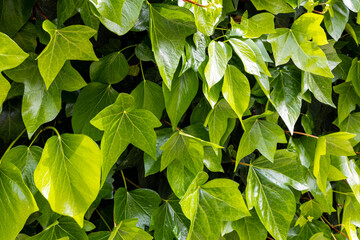  natural green background with creeper outdoors close-up