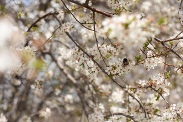 blooming cherry tree with write flowers in spring and bumblebee