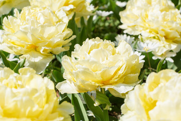 Five beautiful yellow flowers are blooming in the spring in the sunlight