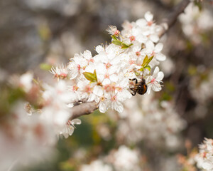 bumblebee on a write cherry flowers