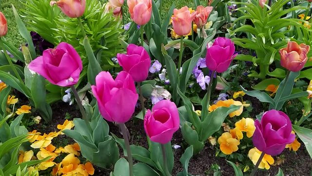 tulipes dans un parterre de fleurs