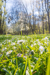 Obraz premium Lviv city spark in the early spring season