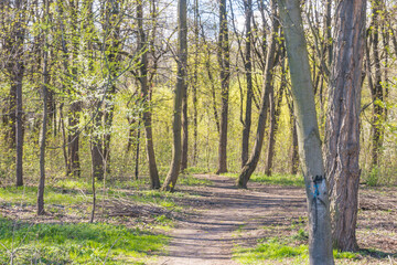 Lviv city spark in the early spring season