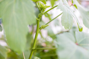 Obraz premium Okra vegetable on plant in farm. Okra plant growing in home garden. Okra flower