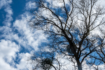 Tree infested with mistletoe parasites on a blue sky with white clouds background in the spring park. Bottom view