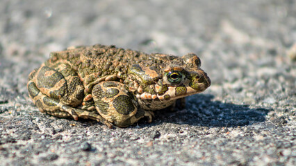 Tree green frog sitting on the pavement. Close-up green eye. Blurred background. Space for text.