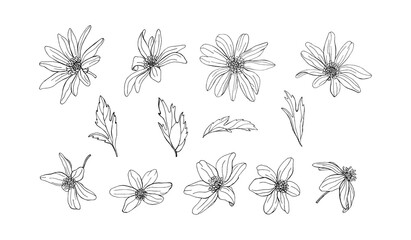 Flowers, branches, leaves of Anemone, primrose, snowdrop. Botanical elements isolated on white background. Plants are drawn by hand in pencil. Vintage style. Design for postcards, clothing, logo, temp