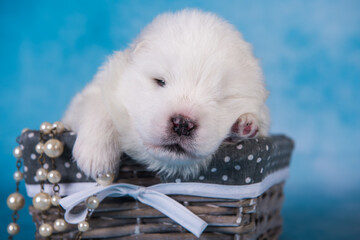 White fluffy small Samoyed puppy dog in a gift box