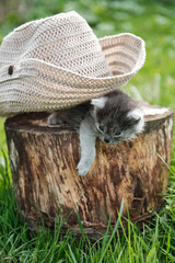 Kitten under hat. Two kittens playing on a stump.