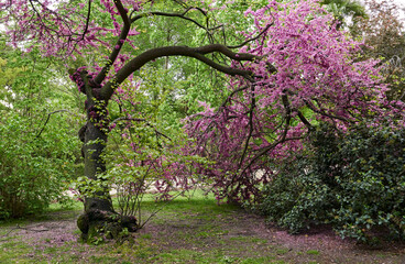 Blooming pink tree during spring season in El Retiro park, Madrid, Spain	