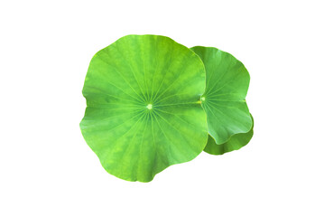 Fototapeta na wymiar Isolated waterlily or lotus leaves with clipping paths.