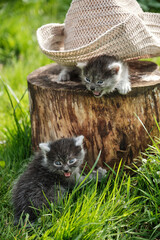 Kitten under hat. Two kittens playing on a stump.