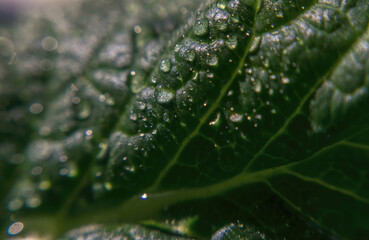 Rain drops and fresh green vegetable leaf