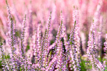Obraz premium Heather flowers. Bright purple natural defocused background. 