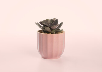 succulent plant cactus pots.