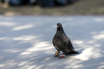 pigeon on an asphalt road in the afternoon