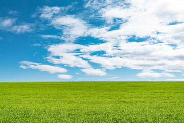 Landscape view of green grass on field isolated on white background