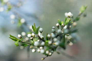 flowering spring trees.Spring blossom background.