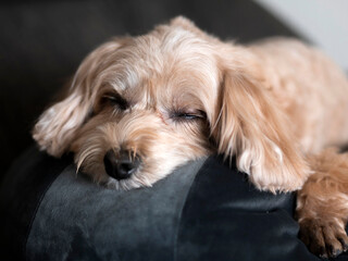 ソファの上で眠るかわいいアプリコットの小型犬【マルプー】