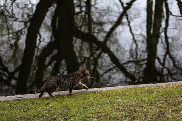 cat in the woods
