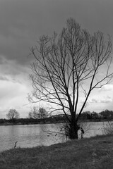 Czarno białe zdjęcia drzew
