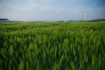 청보리, 보리밭, 조경, 식재, 나무, 환경