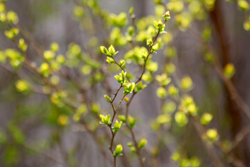 Delicate light green foliage in the rays of the spring sun.