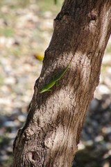 Eidechse auf Baumstamm