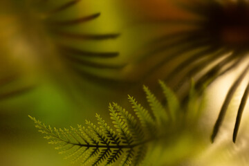 Eco composition of palm and fern leaves on a green background. Wallpaper from green palm leaves. 