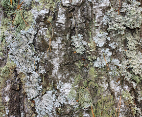Birch bark close-up. Natural wood background with moss. Texture top view. A copy of the space. Selective focus. Vertical image. A plant in the forest.