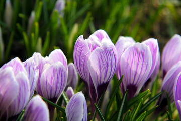 The line of soft purple crocus in the spring garden. Primrose in the garden.