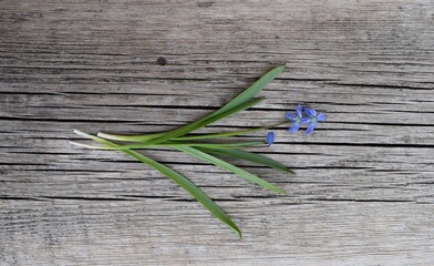 bunch of lavender on a wooden background