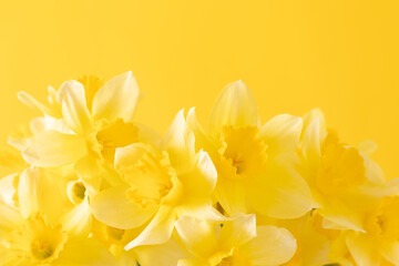 Daffodils on yellow background. Yellow narcissus flowers. Flat lay, top view, copy space