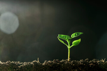 Green seedling growing on the ground in the rain