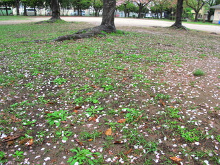 Obraz premium 桜の花びら散る雨の公園風景