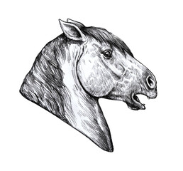 Beautiful horse. Pencil portrait of a horse. Equine drawing.