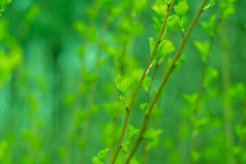 Light blurred background with bush branches. Green, spring background with blooming buds in soft focus.