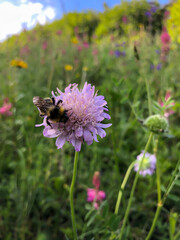 Eine Hummel auf einer Blume