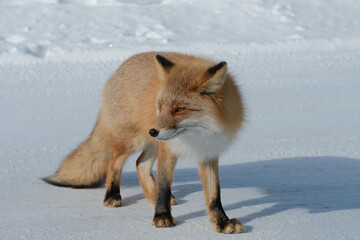 Fototapeta premium red fox vulpes