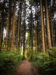 Fototapeta na wymiar Waldweg Im Schwarzwald
