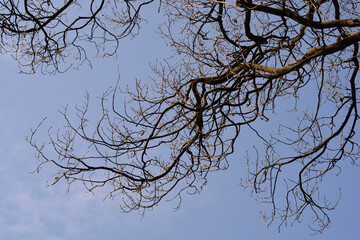 English oak