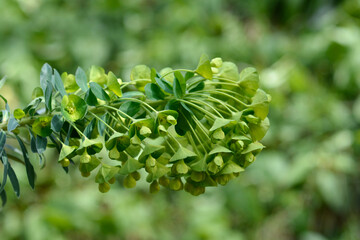 Wulfens spurge