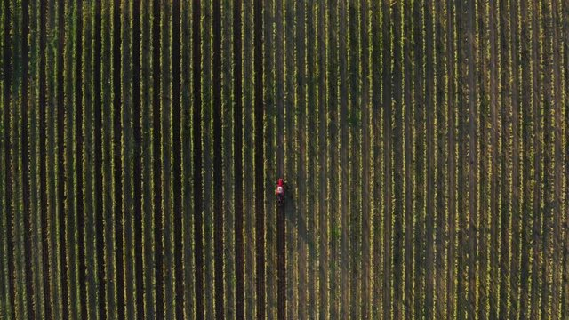 red tracor rides across vineyards, top down aerial view at sunset.