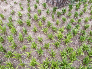 Grass grown in a certain position texture